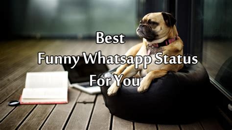 comedy whatsapp status video download|hilarious status messages.